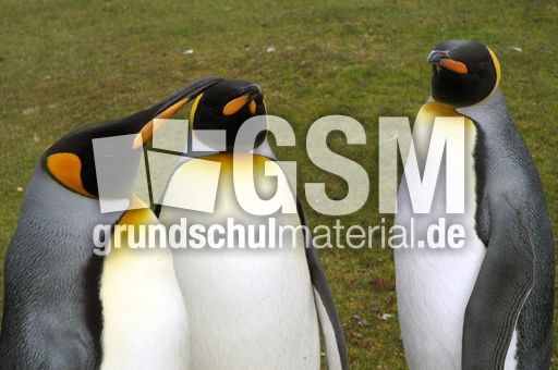 Königspinguin (26 von 84).jpg